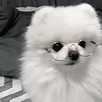 Pun ( gấu  )