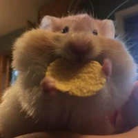 teddy