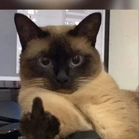 Tụi Bắt Nạt Xấu Tính