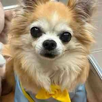 Je Yun(cún của H)