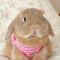 Người dẫn truyện