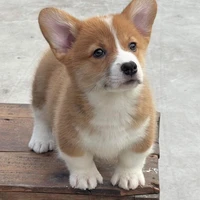 Corgi (chó con)
