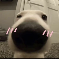 t/g nè((: