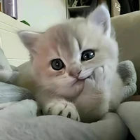 All pé Bot