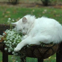 Suki - Hệ thống 001