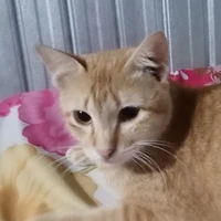 Con mèo cam 