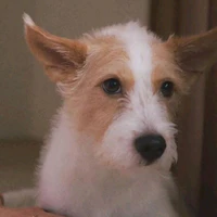 Hank