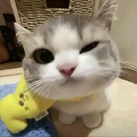 giác tả