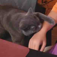 Meo meo xám🐱