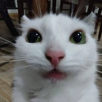 Len ( Mèo của rose)