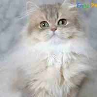 Mia(mèo)