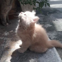 Tomi[Pet của Hanto]