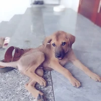 All tất cả