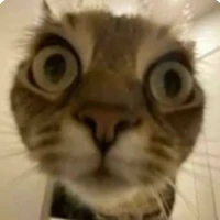 mèo đẹp gái nhất thế giới