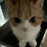 Meo meo 😼