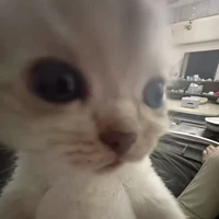 Y/n