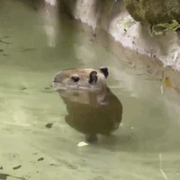 t/g