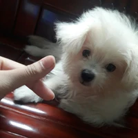 Nhỏ T/G deptrai nhưng ngu văn