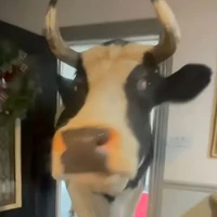 Ụm bò🐮