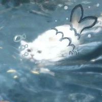 ᴷᴵᵀ ᴷᴬᵀ ୨ৎ