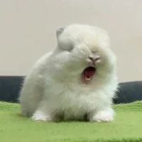 Ylena Belova-bunny form