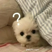 nhỏ t/g
