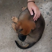con tác giả