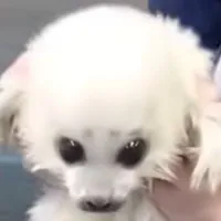t/g.