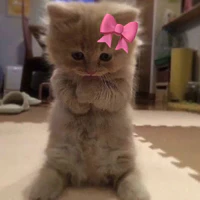 ms ne><