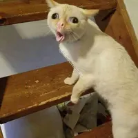Cả lớp