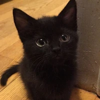 Mèo Con🐱