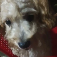 hẹ hẹ