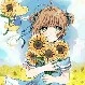 Kinomoto Sakura