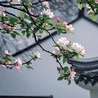 Bộ 5 báo đời