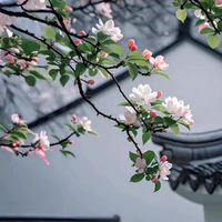 Bộ 5 báo đời