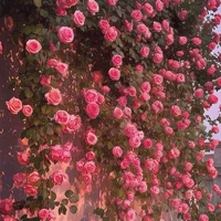 Nhân vật phụ nữ