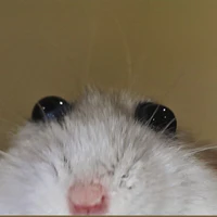 T/G