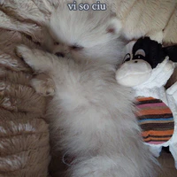meow (t đó bay)