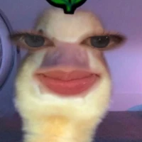 nhiicôgáimítước