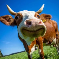 t/g bị xàmm!