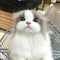 Ragdoll mắt xanh
