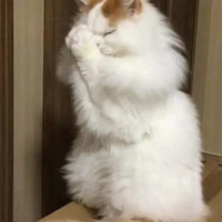 cả lớp