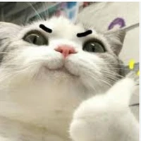 Tác giả mèo