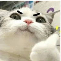 Tác giả mèo