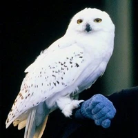 Hegwig