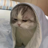 Kitty xinh iuuu