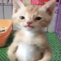 💥Con tác giả 💥