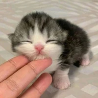 Tác giả😭