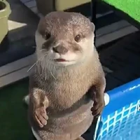 T/g