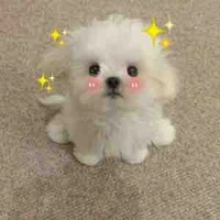 Cục Bông[Lông Xù Xù]